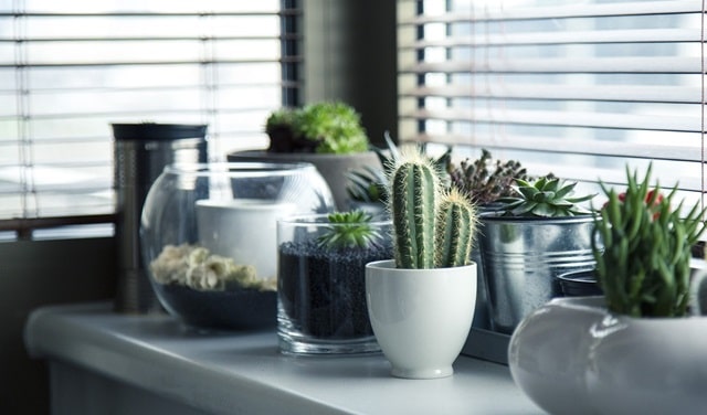planten zwarte vliegjes